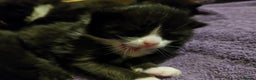 British Longhair cats for sale: Three beautiful kittens left  - Advert 10