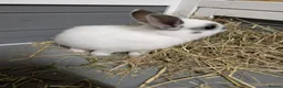 Netherland Dwarf rabbits for sale: 🐰 Netherland Dwarf Rabbits for Sale 🐰 - Advert 3