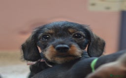 Miniature Dachshund dogs for sale: KC reg miniature wire haired dachshund puppies - Image 1