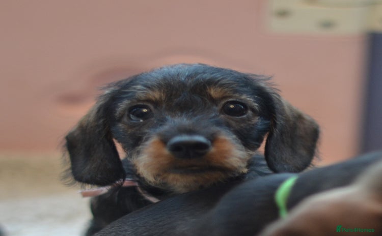 Miniature Dachshund dogs - Advert 13