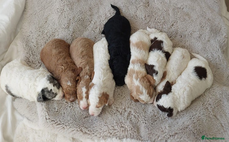 Cockapoo dogs Cockapoo Pups- stunning colours & markings - Advert 4