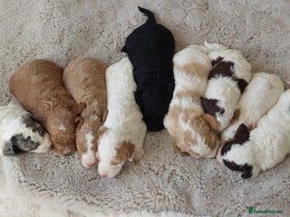 Cockapoo dogs Cockapoo Pups- stunning colours & markings - Advert 4