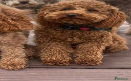 Cavapoo dogs for sale: GORGEOUS CAVAPOO MALE LOOKING FOR LOVING HOME X - Advert 2