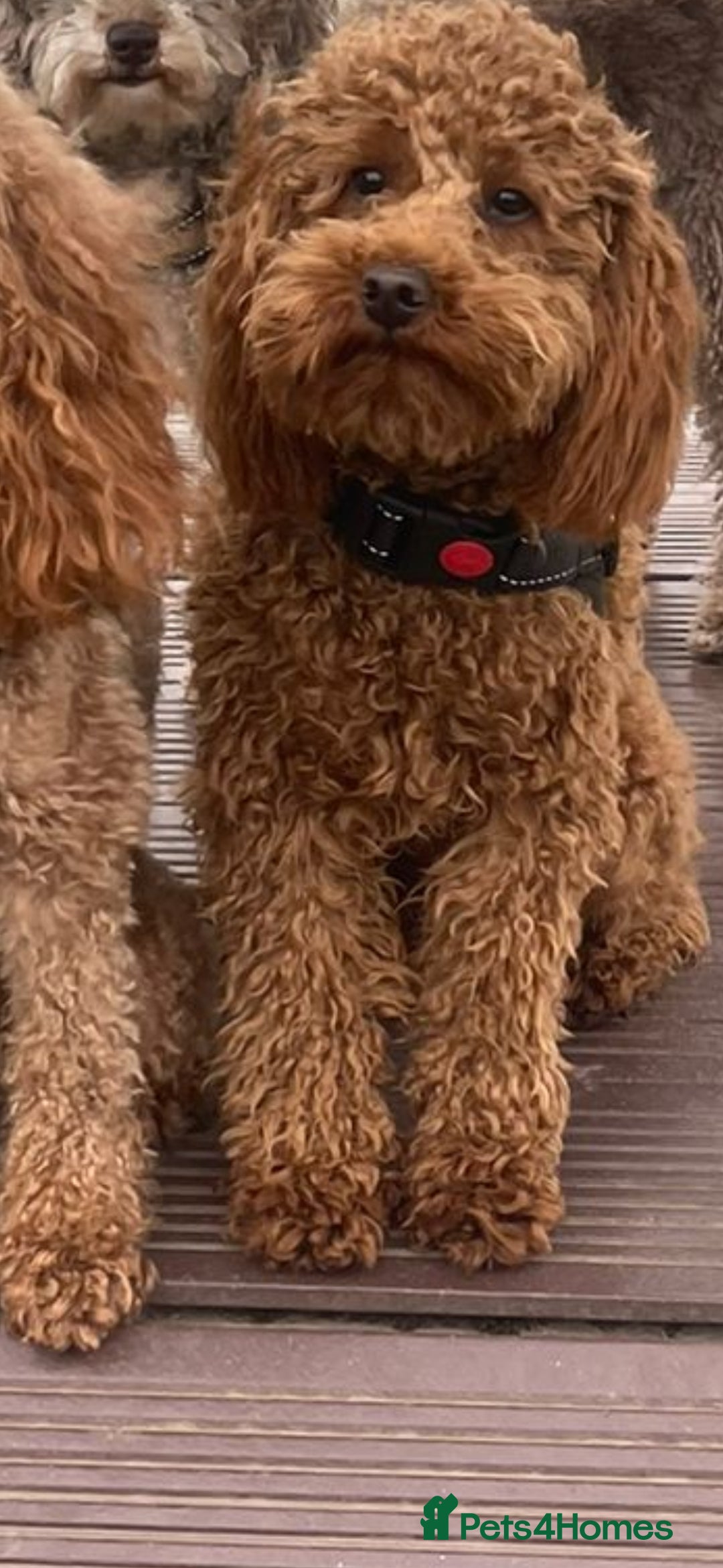 Cavapoo dogs for sale: GORGEOUS CAVAPOO MALE LOOKING FOR LOVING HOME X - Advert 2