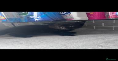 Mixed Breed cats 4 gorgeous kittens ready for  **   - Advert 4