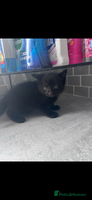 Mixed Breed cats 4 gorgeous kittens ready for ** - Advert 3