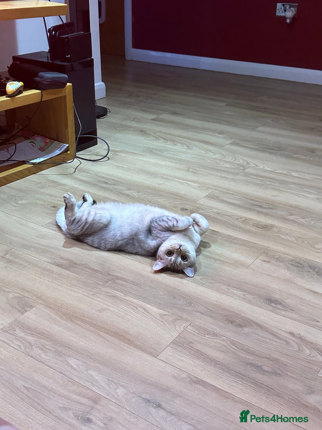 British Shorthair cats for sale: 2x British Shorthair - Advert 10