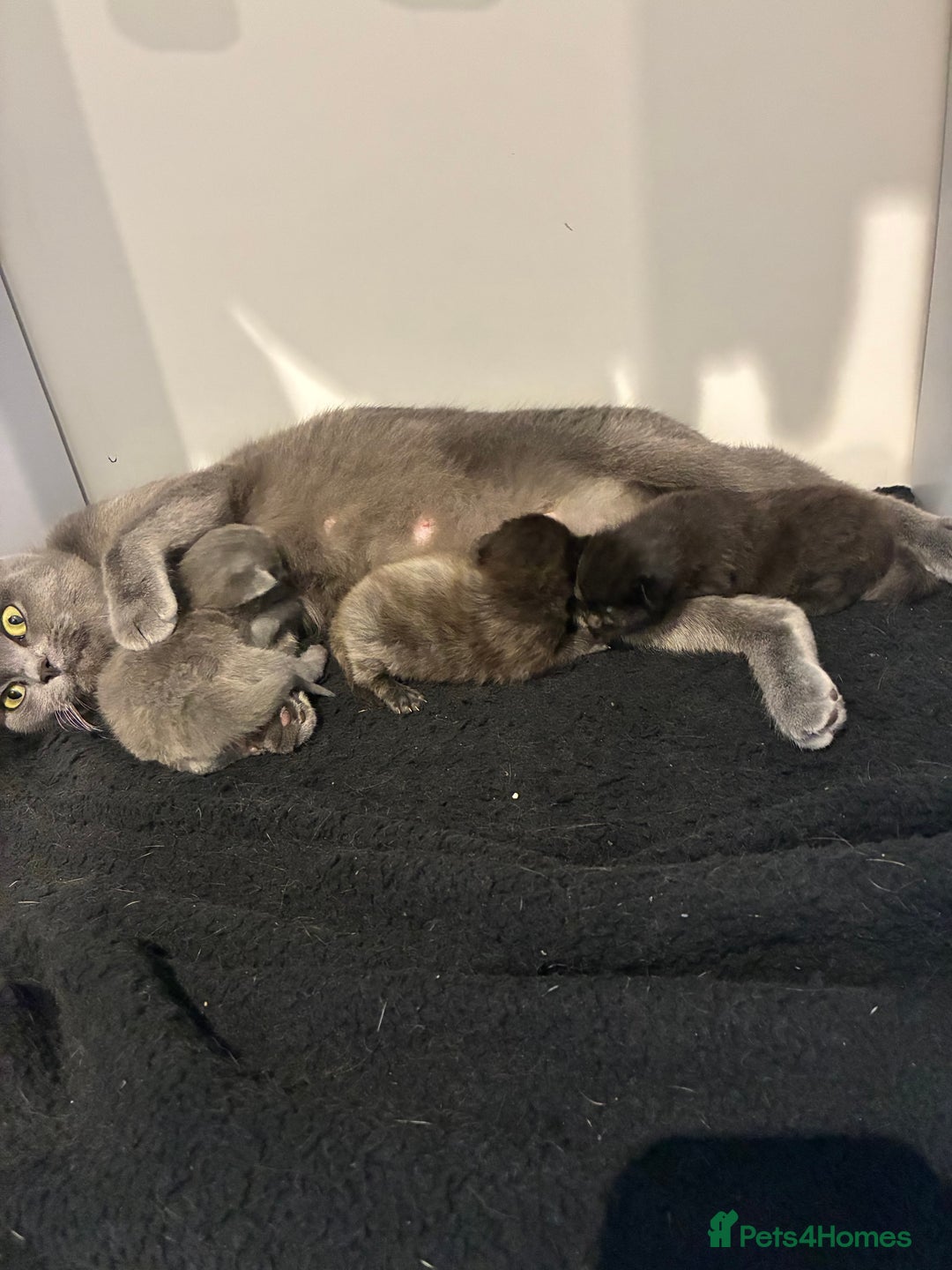 British Shorthair cats for sale: 🐾 British Shorthair Kittens 🐾 - Image 3