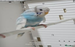 Budgerigars birds for sale: Young budgies  - Image 3