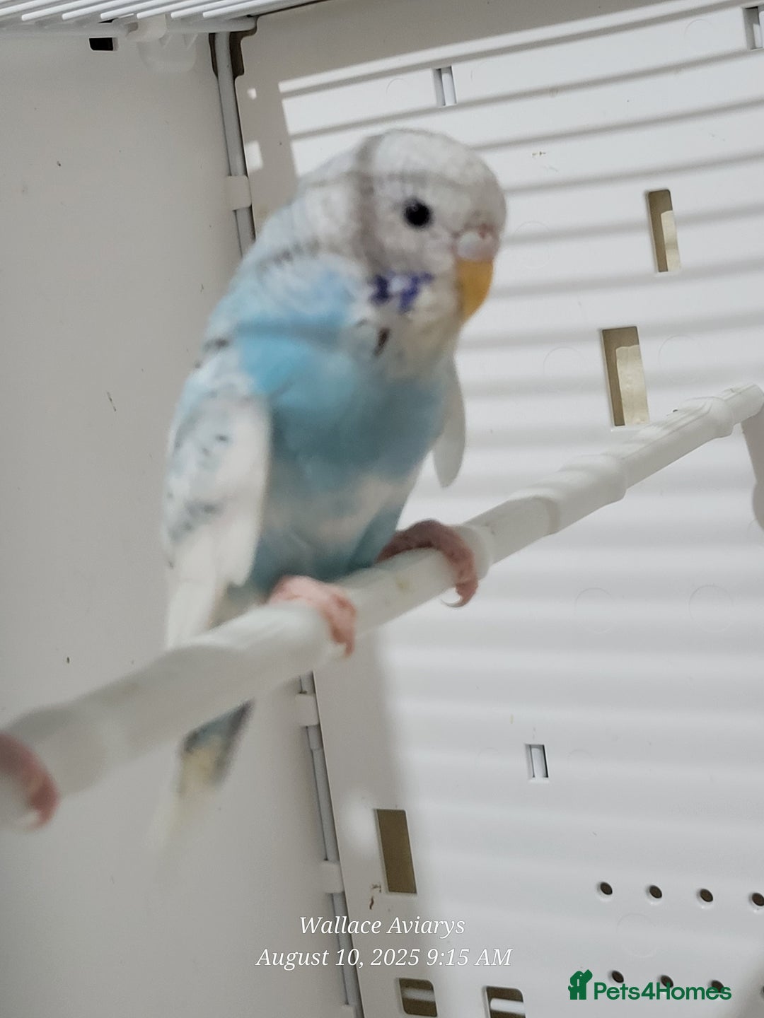 Budgerigars birds for sale: Young budgies  - Image 3