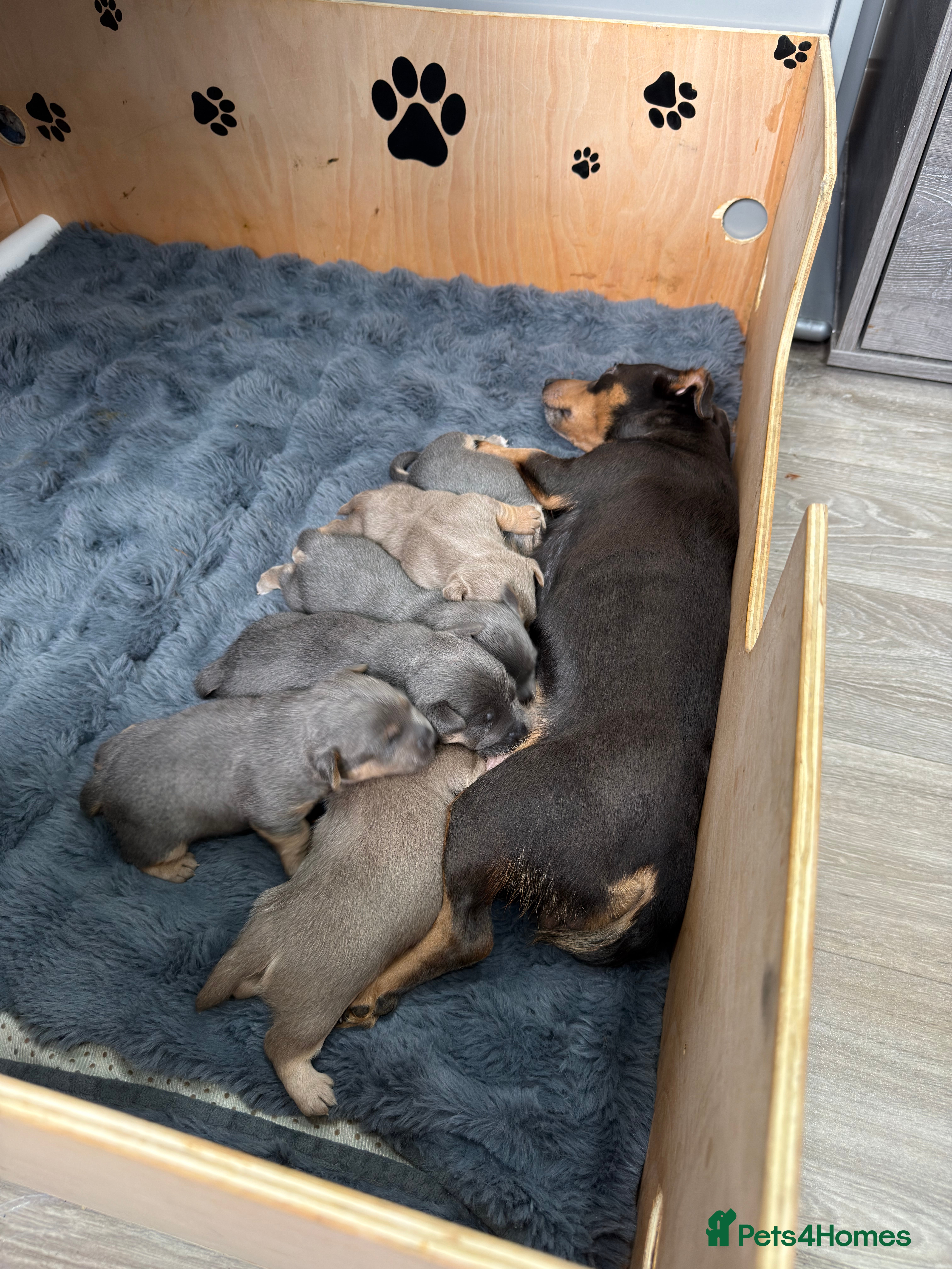Jack Russell dogs Jack Russell Puppies - 6 Available 3 girls 3 boys - Advert 1
