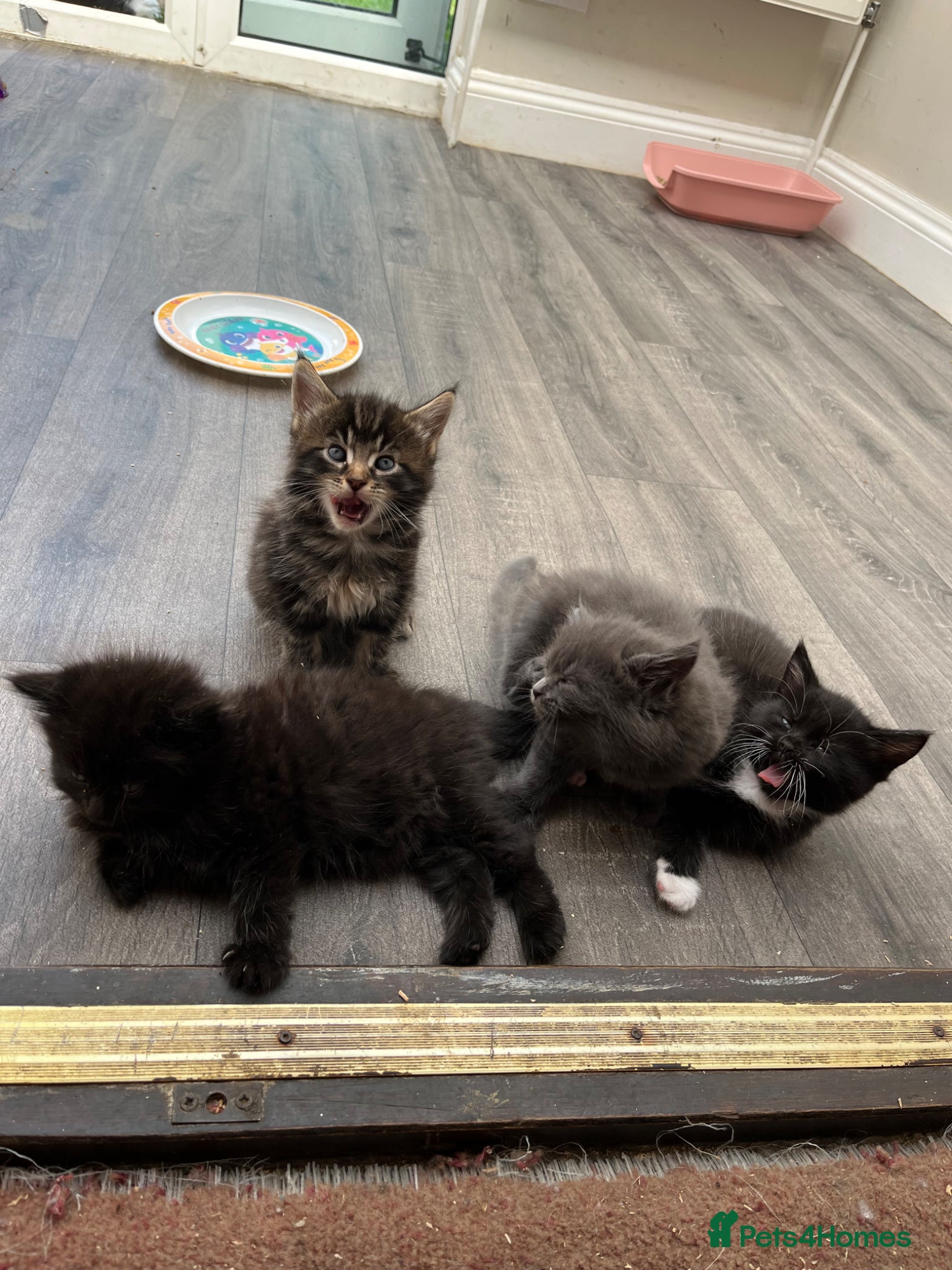 Mixed Breed cats Very friendly beautiful longhaired main coon cross - Advert 6