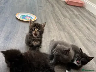 Mixed Breed cats Very friendly beautiful longhaired main coon cross - Advert 17