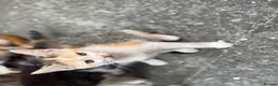 Mixed Breed cats for sale: Mixed ragdolls - Advert 7