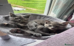 Ragdoll cats for sale: Gorgeous ragdoll cross grey kitten for sale - Image 1