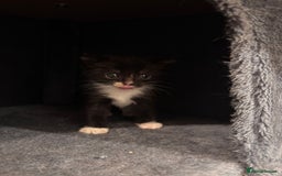 Domestic Shorthair cats for sale: Kittens - Image 6