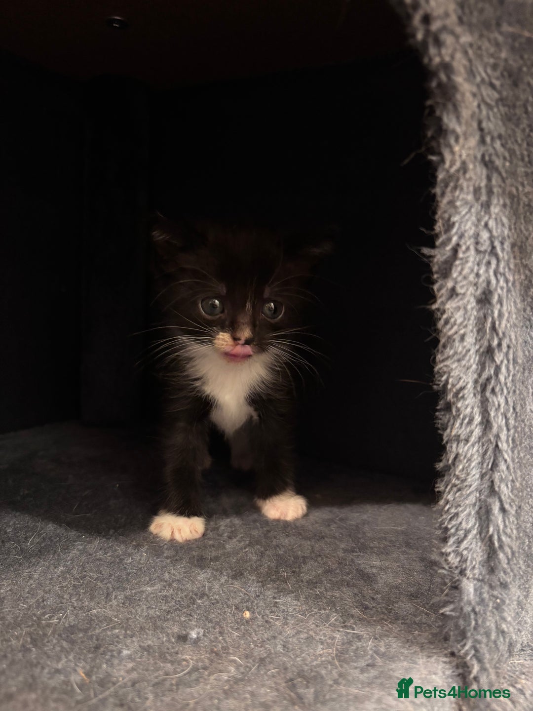 Domestic Shorthair cats for sale: Kittens - Image 6