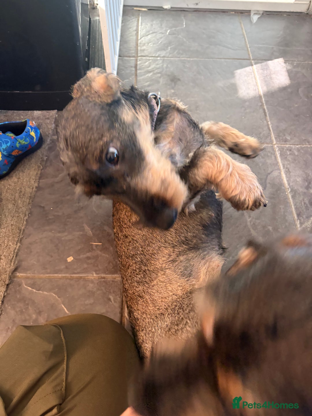 Dachshund dogs for sale: Teckle Dachshund  - Advert 5