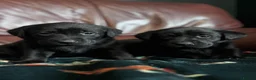 Labrador Retriever dogs for sale: CHUNKY Black Labrador KC REG Ready NOW  - Advert 14