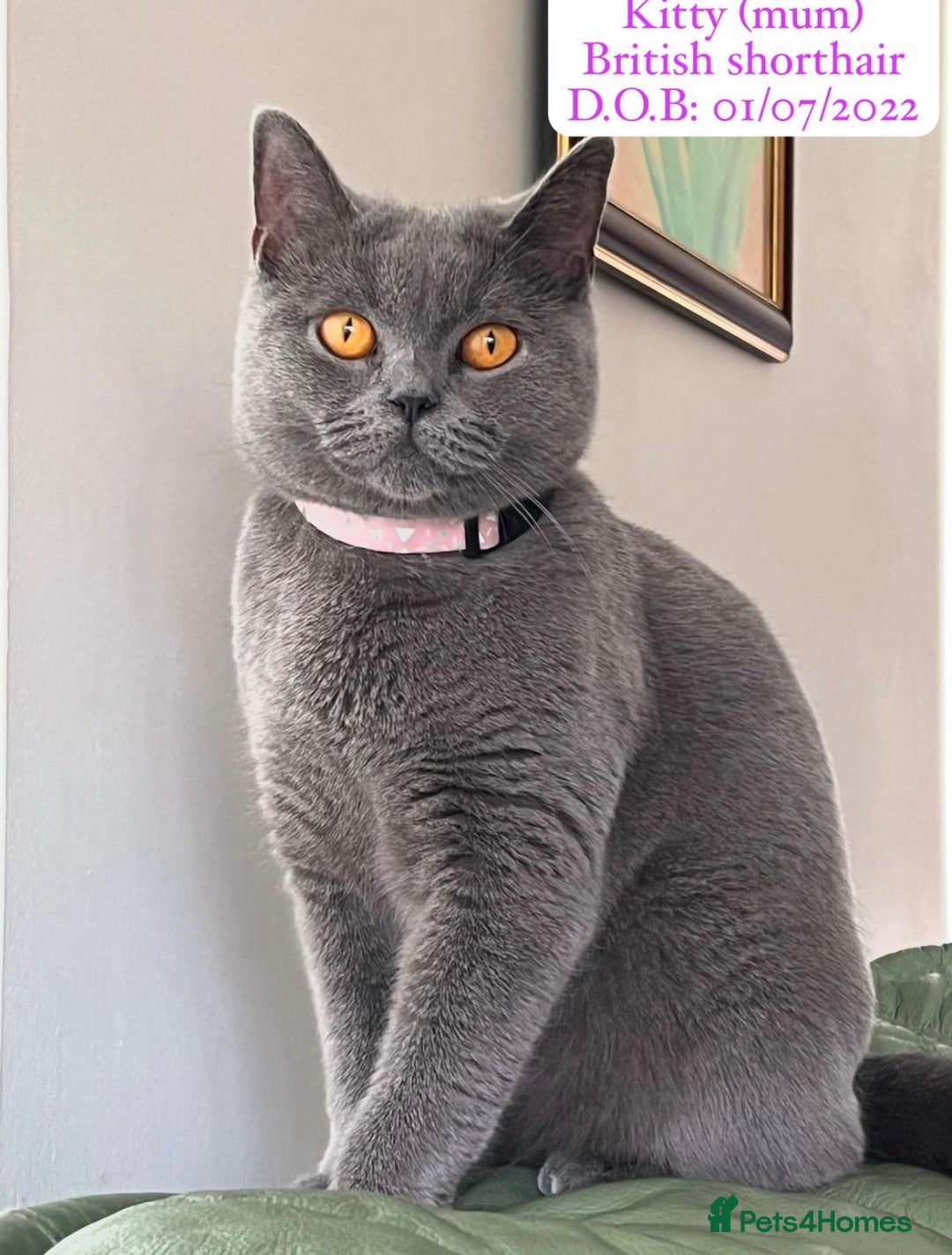 British Shorthair cats for sale: My Gorgeous kittens 😻looking for new home❤️ - Advert 3