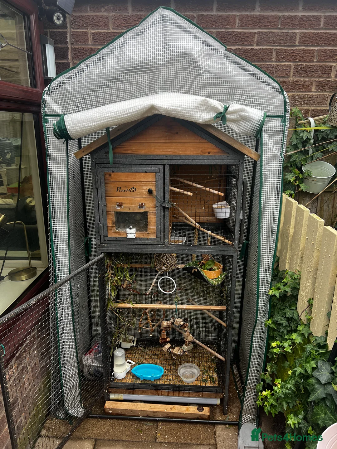 Finches birds for sale: Zebras & diamond doves in large outdoor cage  in Wigan - Advert 2