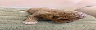 Cockapoo 3