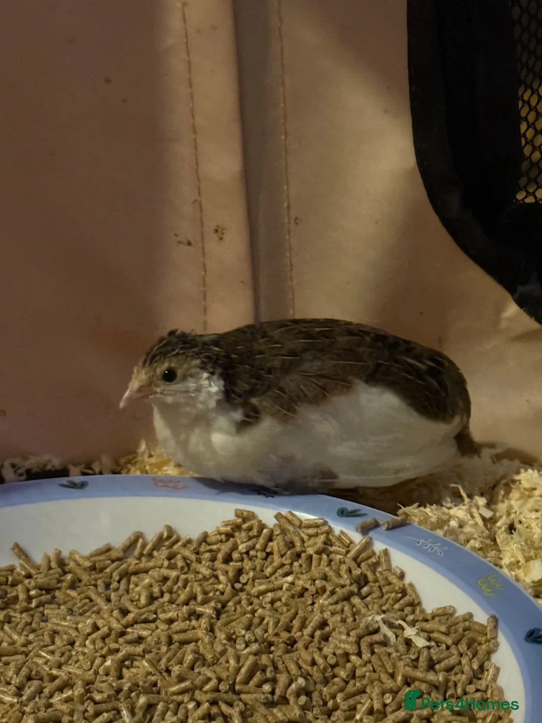Quail poultry for sale: Chinese button quail  in Oswestry - Advert 2