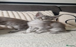 Maine Coon cats for sale: Beautiful GCCF Mainecoon kittens  - Image 14
