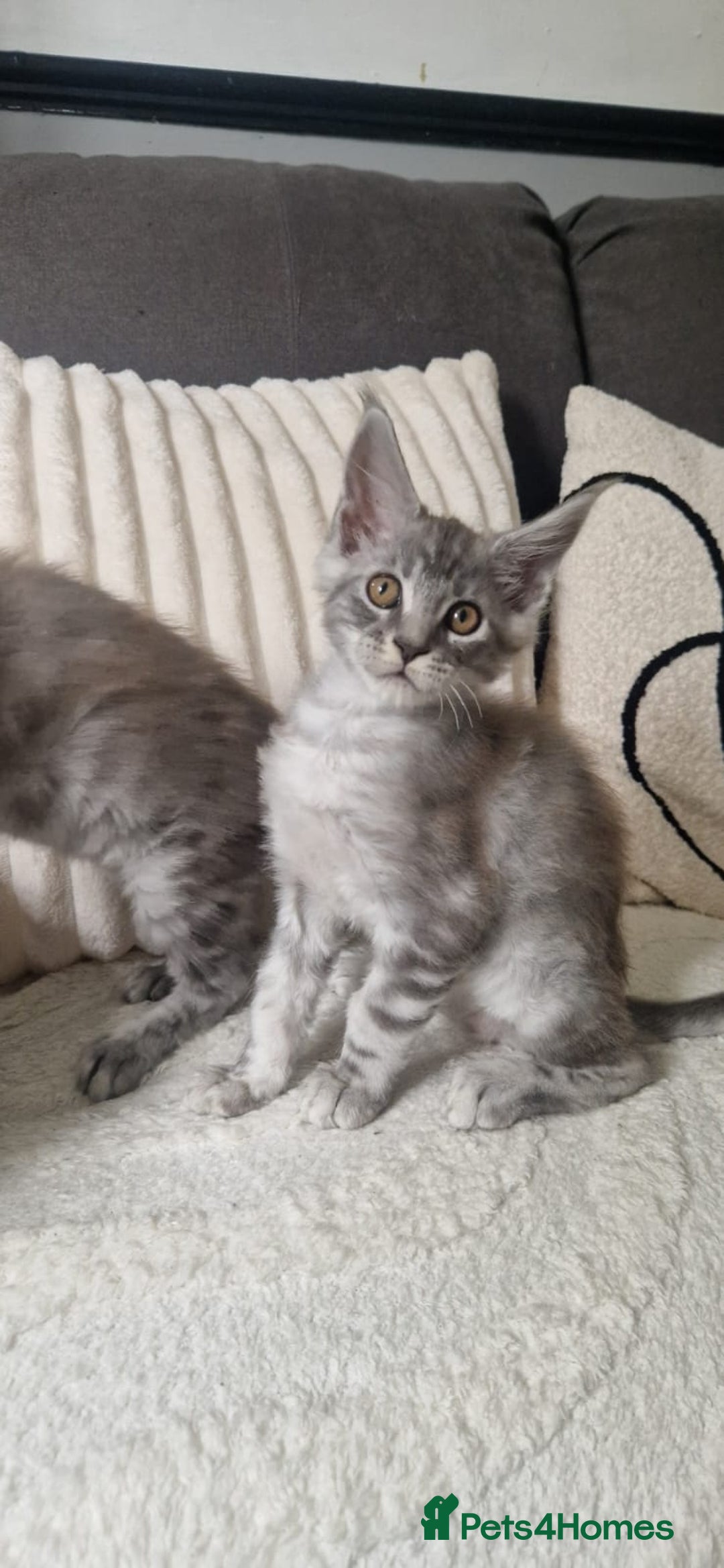 Maine Coon cats for sale: Beautiful GCCF Mainecoon kittens  - Image 14
