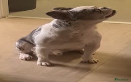 French Bulldog dogs for stud: 🐾 IC1 – Visual Fluffy🧸 | Proven Stud✅️ 🎨✨ in Beckenham - Image 3
