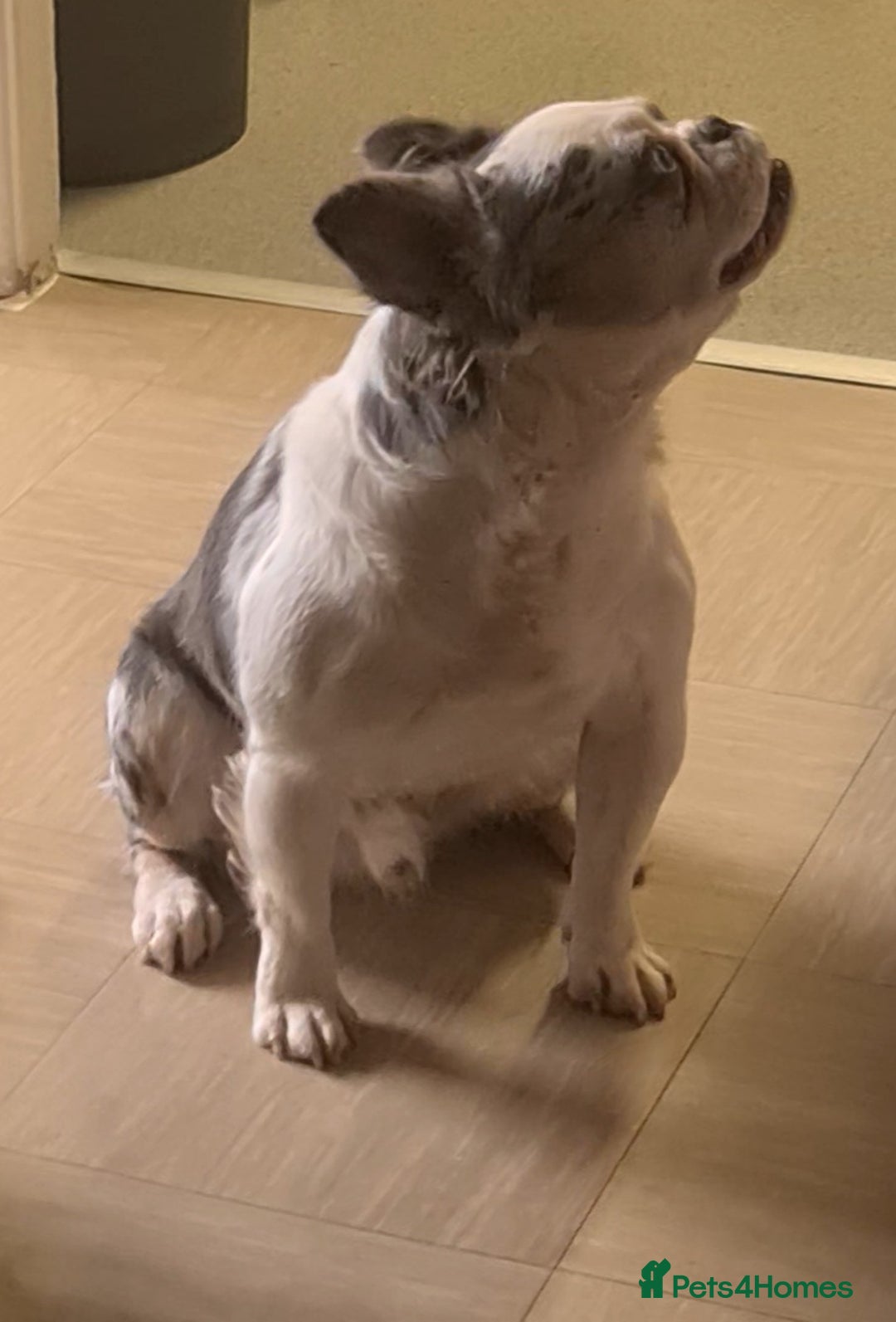 French Bulldog dogs for stud: 🐾 IC1 – Visual Fluffy🧸 | Proven Stud✅️ 🎨✨ in Beckenham - Image 3