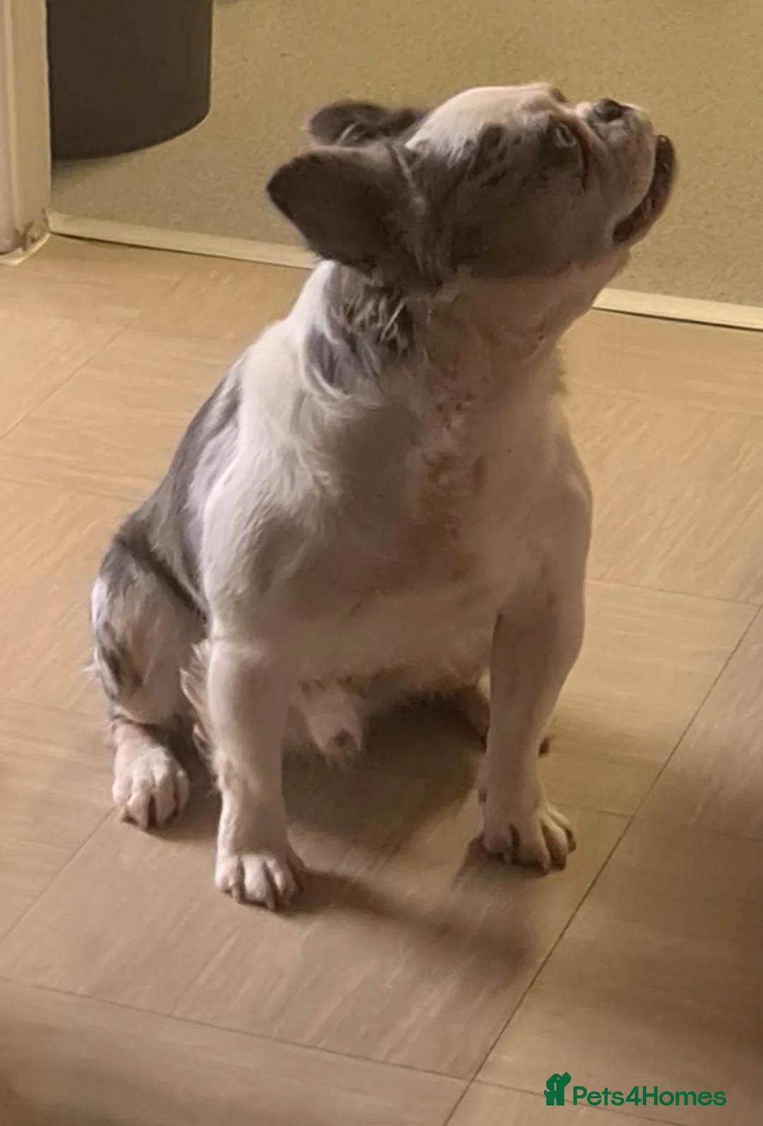 French Bulldog dogs for stud: 🐾 IC1 – Visual Fluffy🧸 | Proven Stud✅️ 🎨✨ in Beckenham - Advert 3