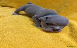 English Bulldog dogs for sale: For sale: 7 English Bulldog Puppies - Image 17