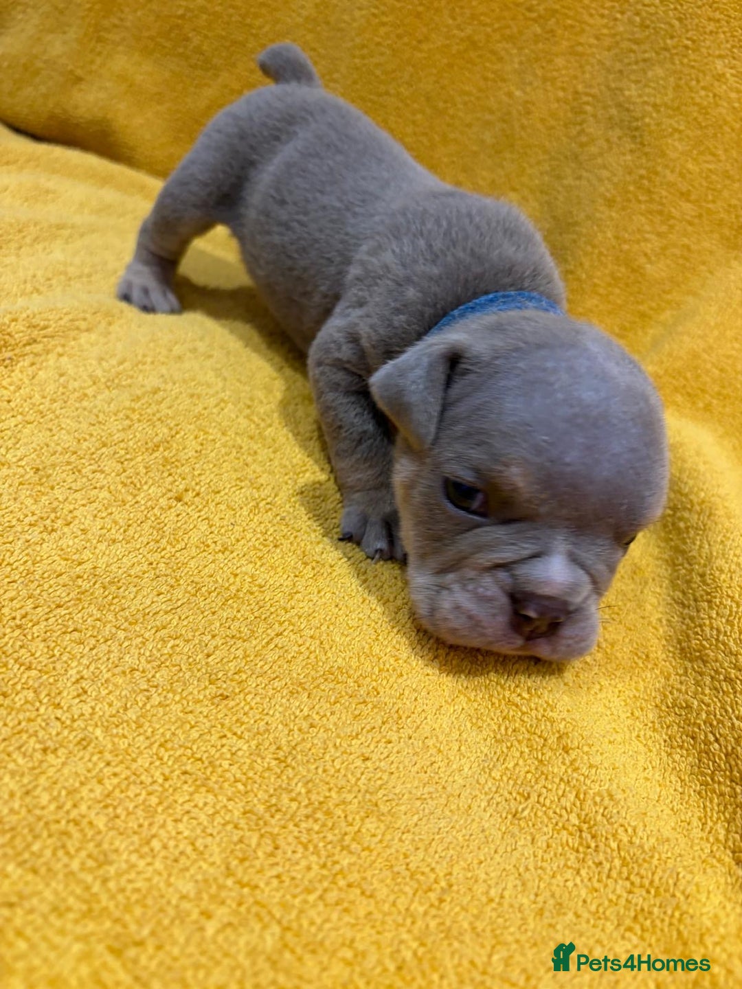 English Bulldog dogs for sale: For sale: 7 English Bulldog Puppies - Image 17