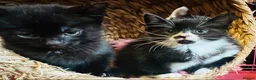 Mixed Breed cats for sale: Kittens  - Advert 11