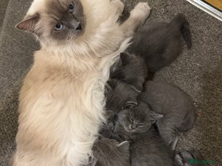 Ragdoll cats Ragdoll cross British blue kittens - Advert 2