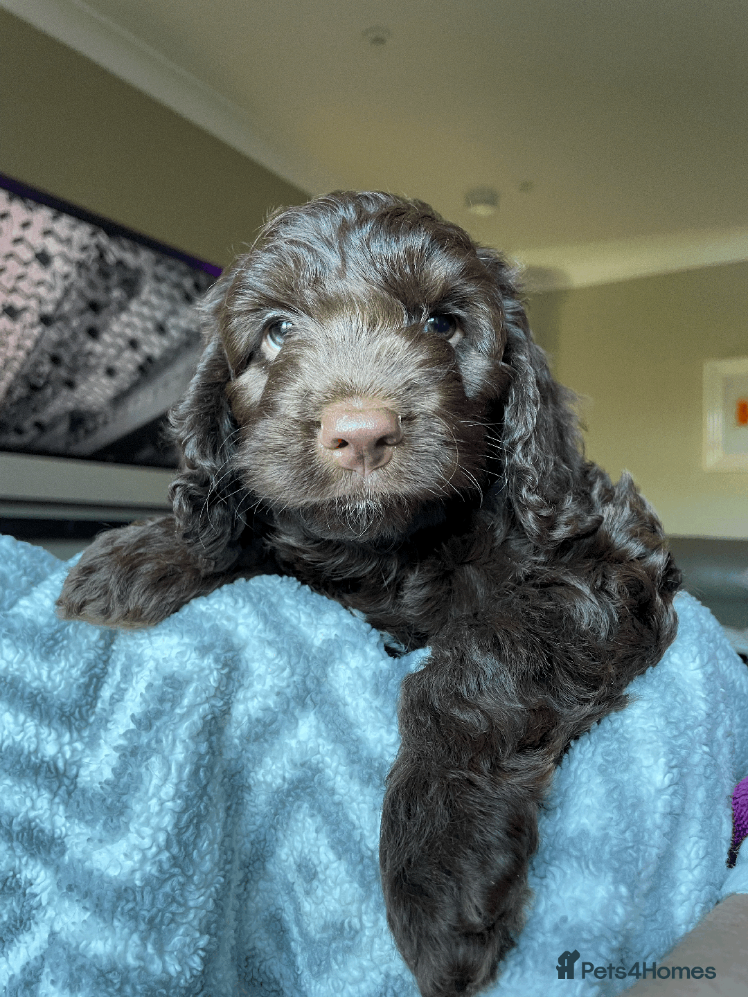 Cockapoo dogs for sale: Beautiful Thick coated Fluffy F1 Toy Cockapoo pups - Advert 8