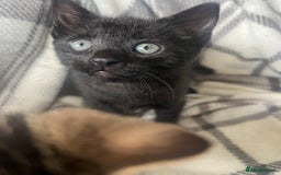 Mixed Breed cats for sale: chunky kittens - Image 4
