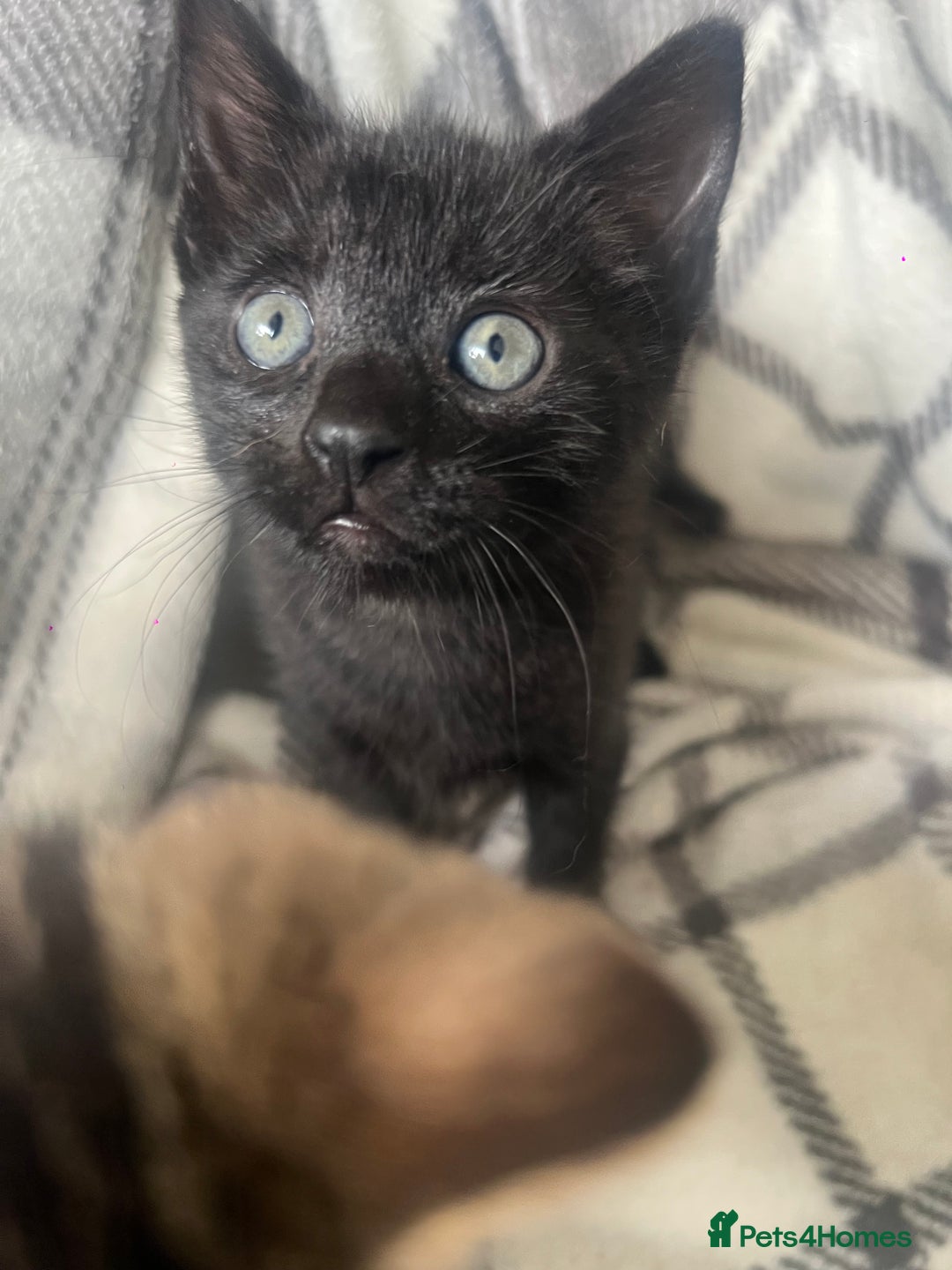 Mixed Breed cats for sale: chunky kittens - Image 4