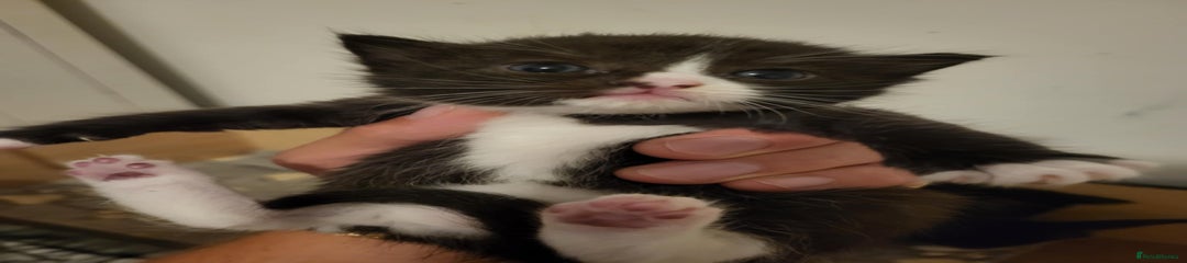 Ragdoll Kitten 2
