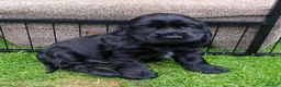 Cocker Spaniel dogs for sale: KC registered show type Cocker spaniel puppies  - Advert 1