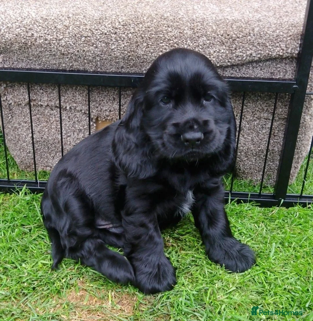 Cocker Spaniel dogs for sale: KC registered show type Cocker spaniel puppies  - Advert 1