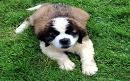 Saint Bernard dogs for sale: KC reg Saint Bernard puppies READY NOW - Image 15