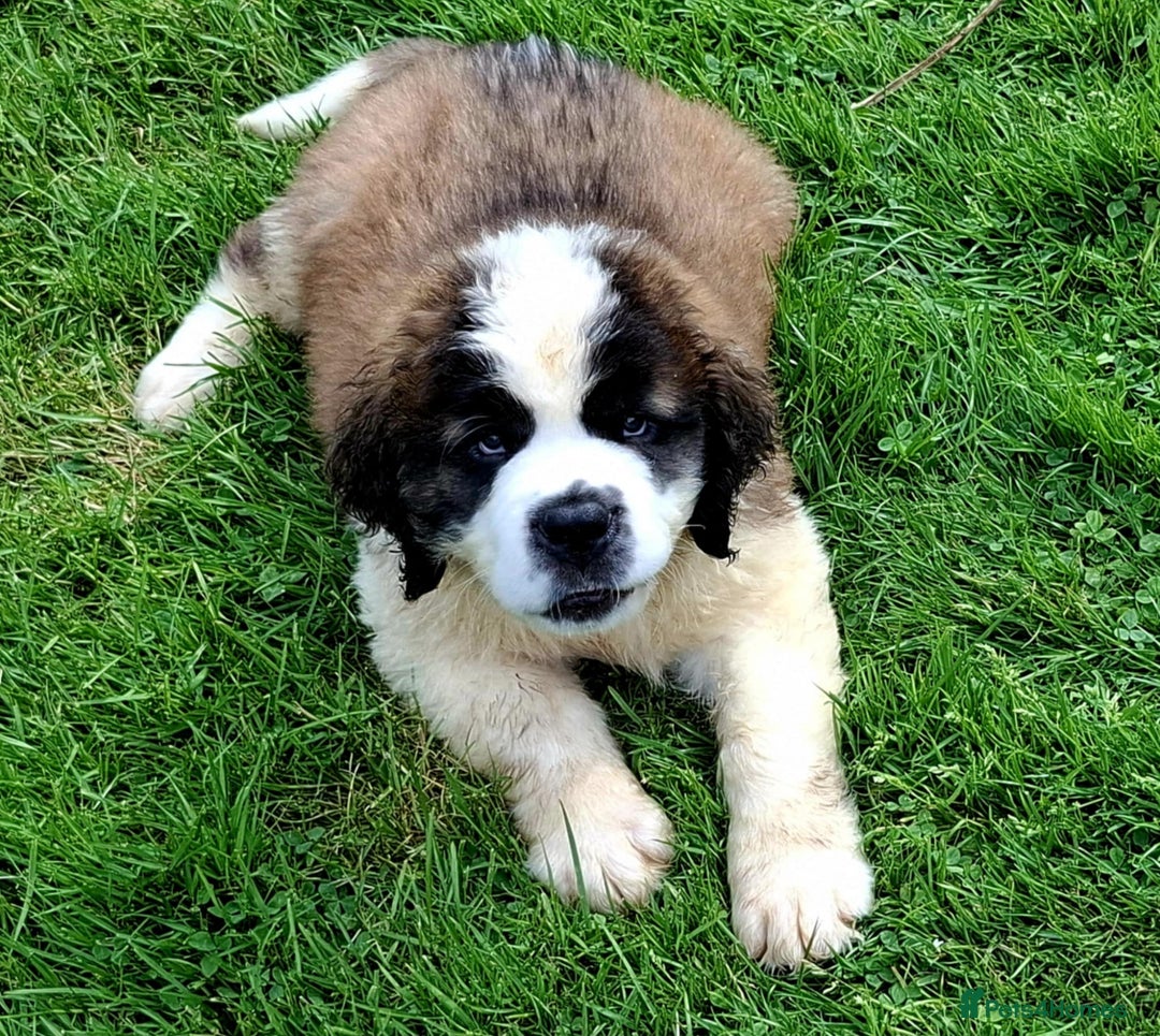 Saint Bernard dogs for sale: KC reg Saint Bernard puppies READY NOW - Image 15