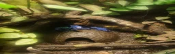 Frog reptiles for sale:  Azureus dart frogs  - Advert 3