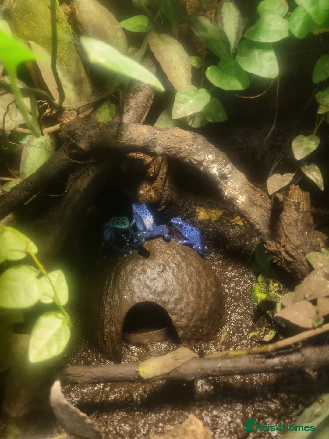 Frog reptiles for sale:  Azureus dart frogs  - Advert 3