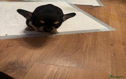 Mixed Breed dogs for sale: Beautiful puppies - Image 17