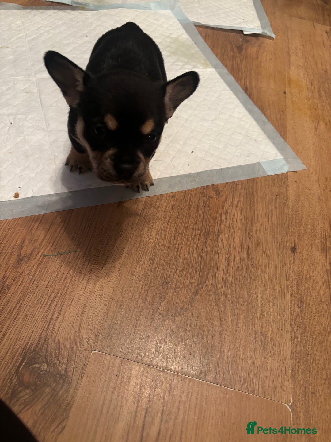 Mixed Breed dogs for sale: Beautiful puppies - Image 17