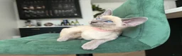 Siamese cats for sale: All reserved -Pedigree GCCF Registered - Advert 9