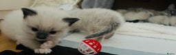 Ragdoll cats for sale: Ragdoll-mix Kittens – Ready 7th March (1 Reserved) - Advert 3